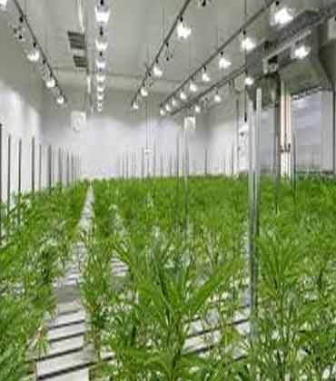 Dr. Axel Gille, Aurora Nordic | Cannabis Business Insights | Featured Vendors (October - December)