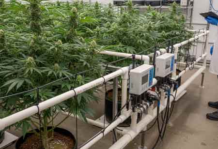 The Strategic Importance of Fertigation in Cannabis Production