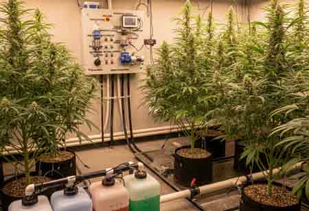 Sustainable Cannabis Farming Through Advanced Fertigation Technologies