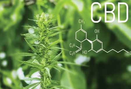 CBD, Hemp, and the Rise of Natural Living in APAC