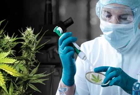 Nanotechnology in Medicinal Cannabis Delivery: Exploring Advanced Formulations for Enhanced Bioavailability in APAC