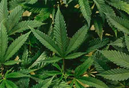  Karl Long CPCU, ARM, ARe, AIC, Executive Director Risk / Health Safety Environmental, Trulieve | Cannabis Business Insights 