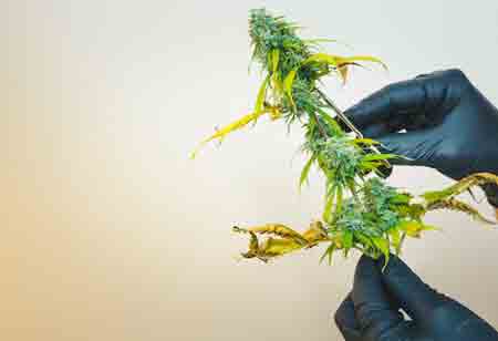 Effective Methods for Accelerating Cannabis Extraction Processes