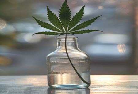 The Rise of Cannabis Labs as Brand Architects