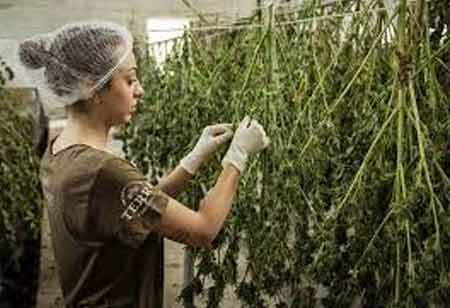 Cannabis Supply Chain Strategy for the Modern Market
